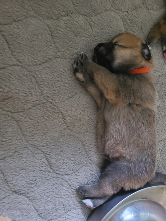 chinook dog